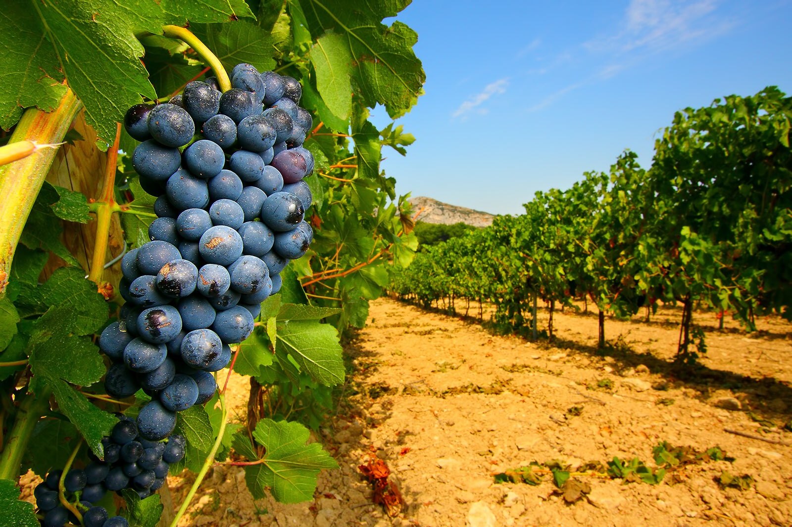 تاکستان های مارسی را بگردید - Tour Marseille's vineyards