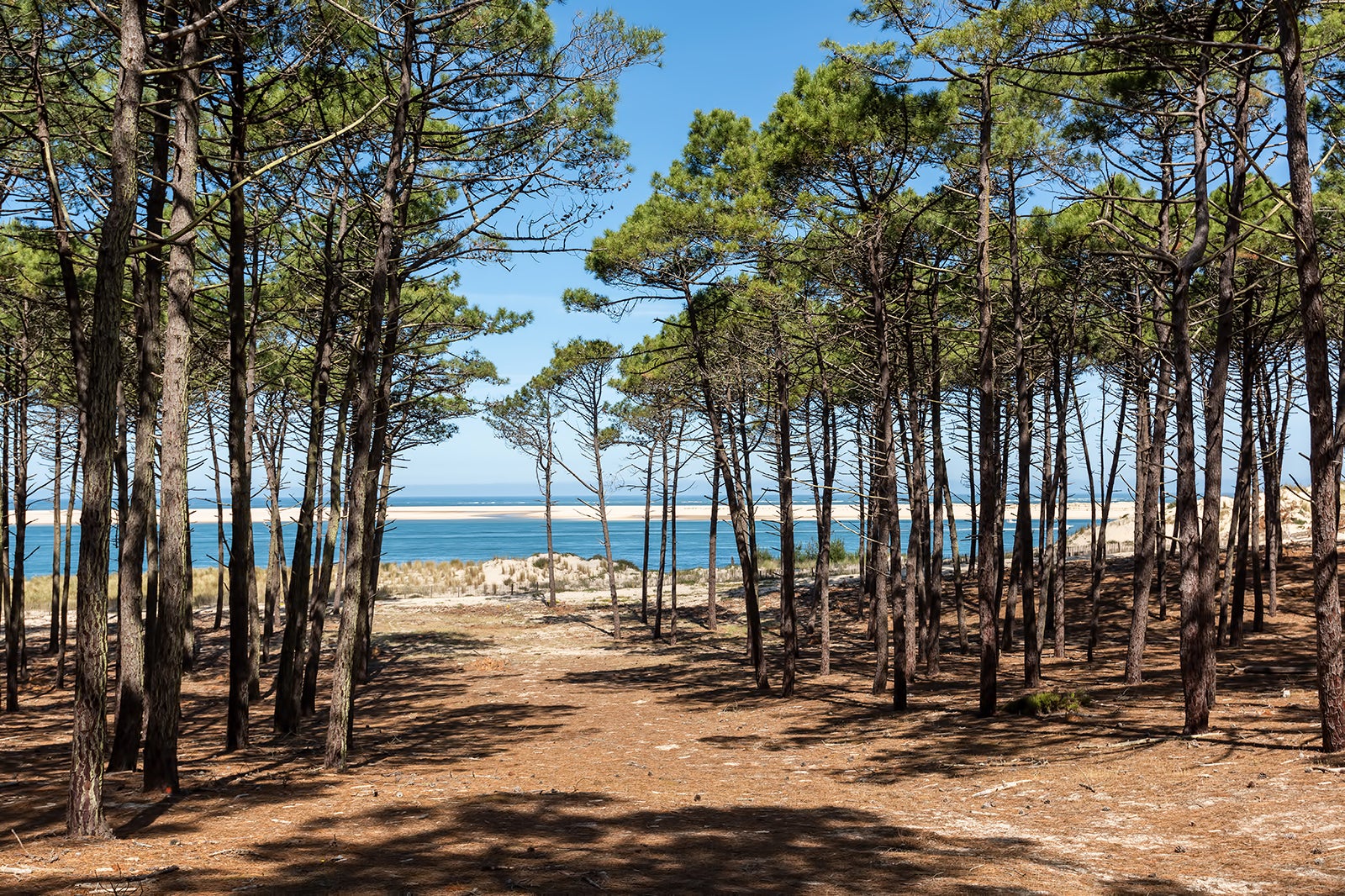 پارک طبیعی منطقه ای Landes de Gascogne - Landes de Gascogne Regional Natural Park