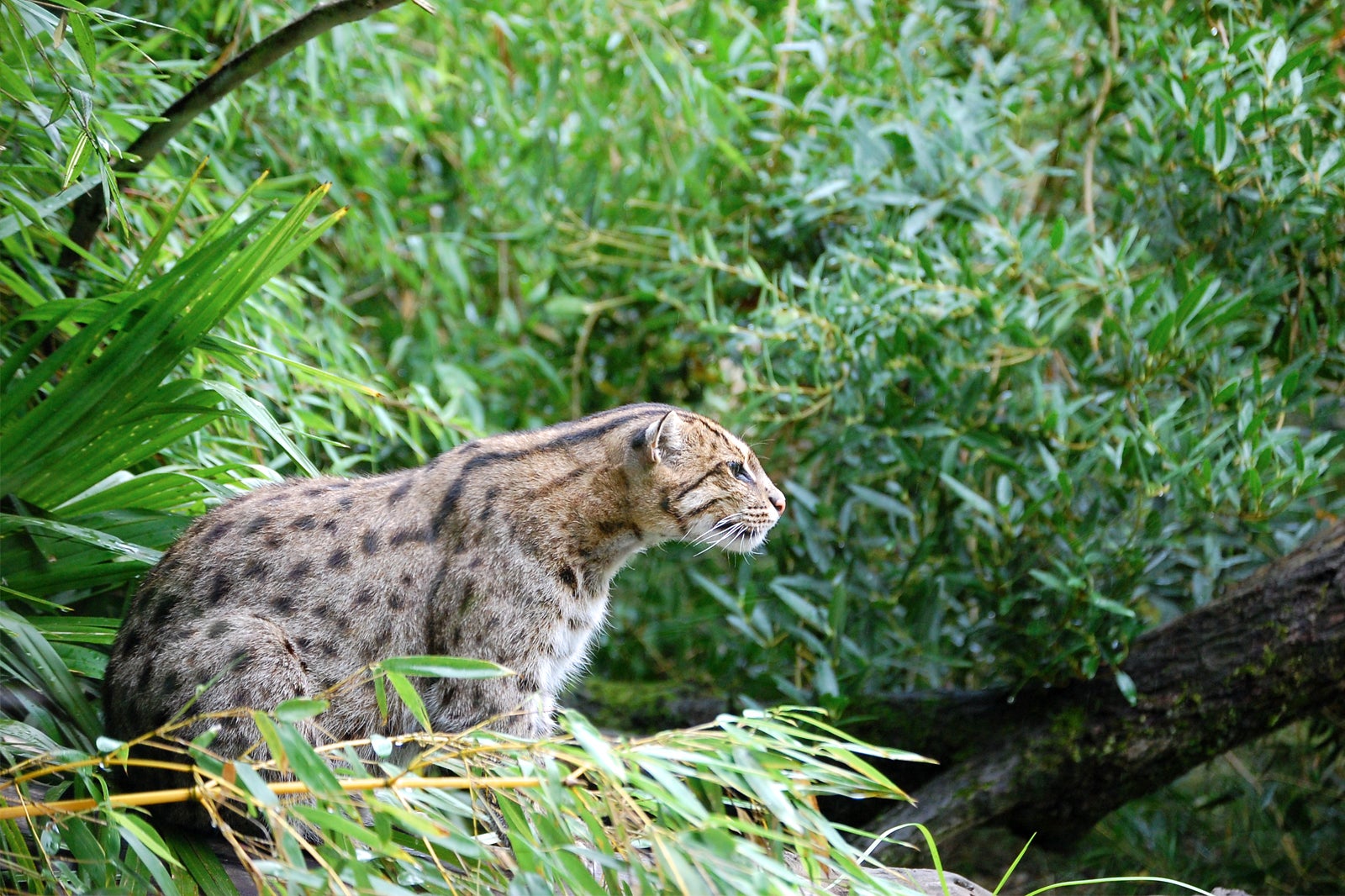 باغ وحش بوردو-پساک - Zoo of Bordeaux-Pessac