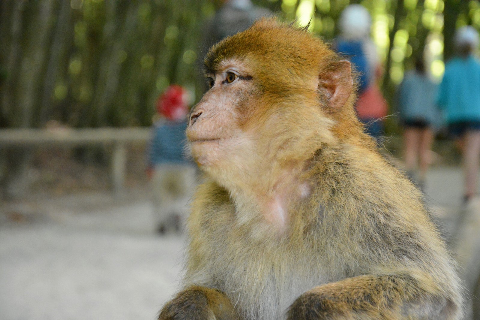 کوه میمون - La Montagne des Singes