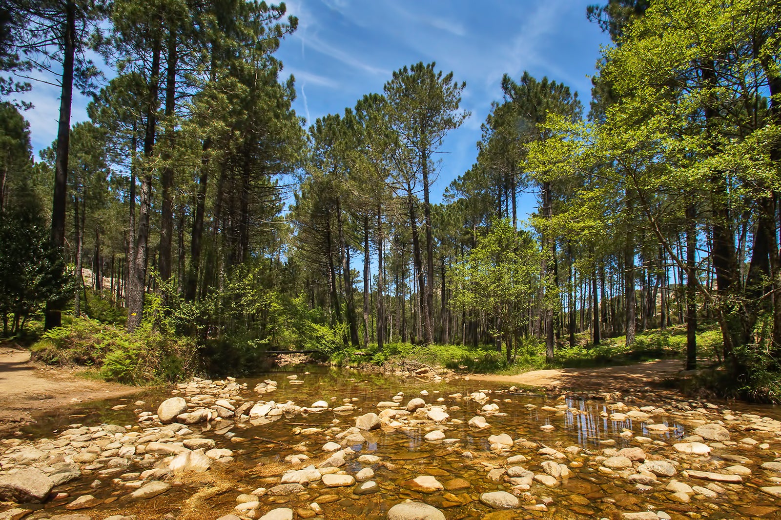 جنگل بیمارستان - Foret de l'Ospedale