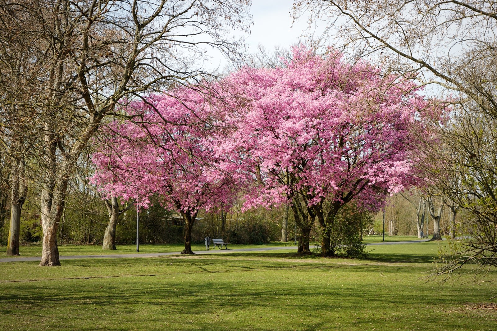 پارک رباستاک - Rebstock Park