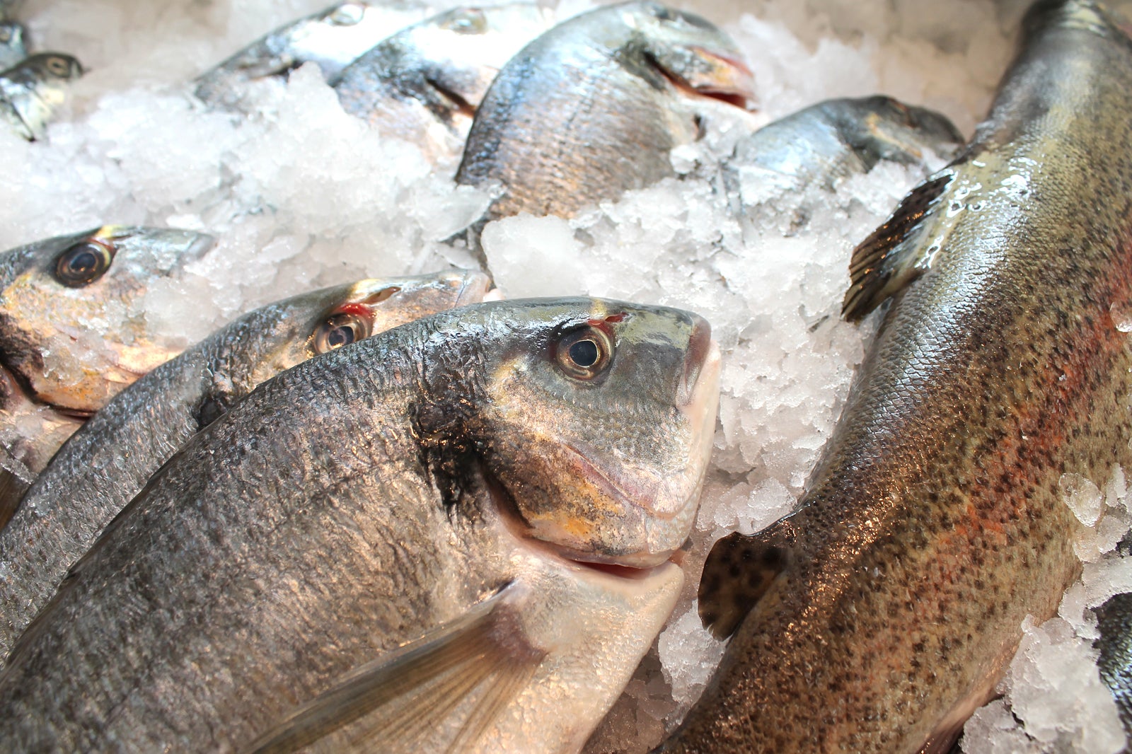 بازار ماهی دوسلدورف (بازار ماهی دوسلدورف) - Dusseldorf Fish Market (Fischmarkt Düsseldorf )