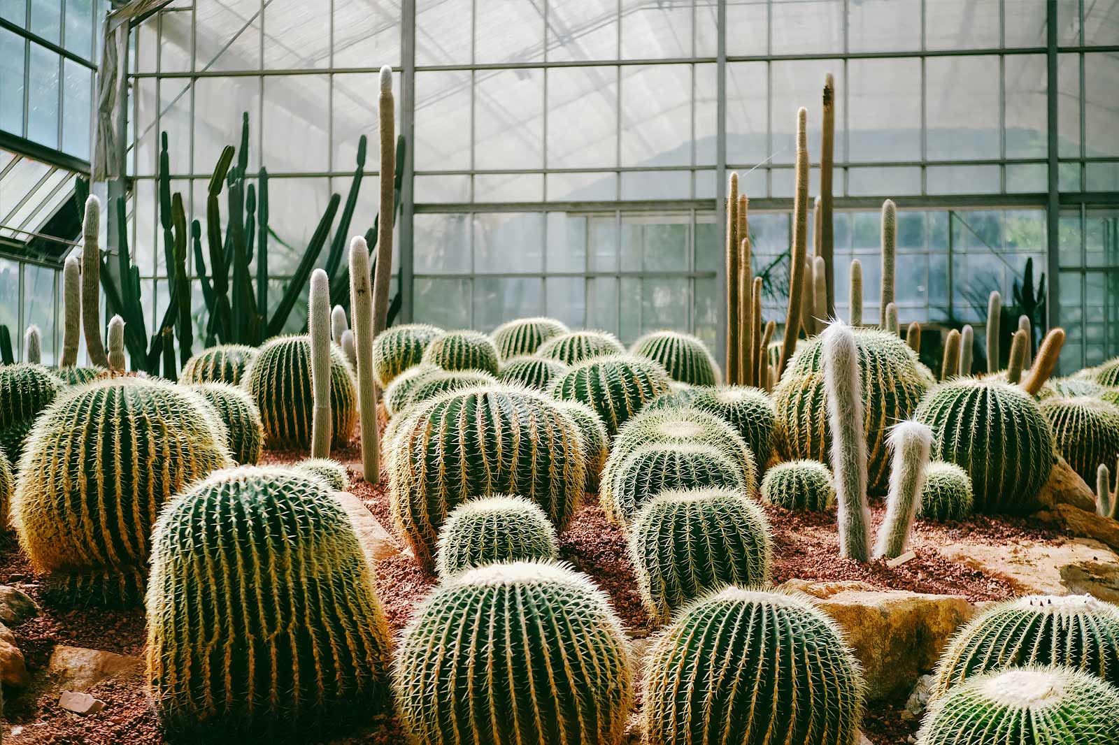 باغ گیاه شناسی مونیخ-نیمفنبورگ - Botanical Garden Munich-Nymphenburg