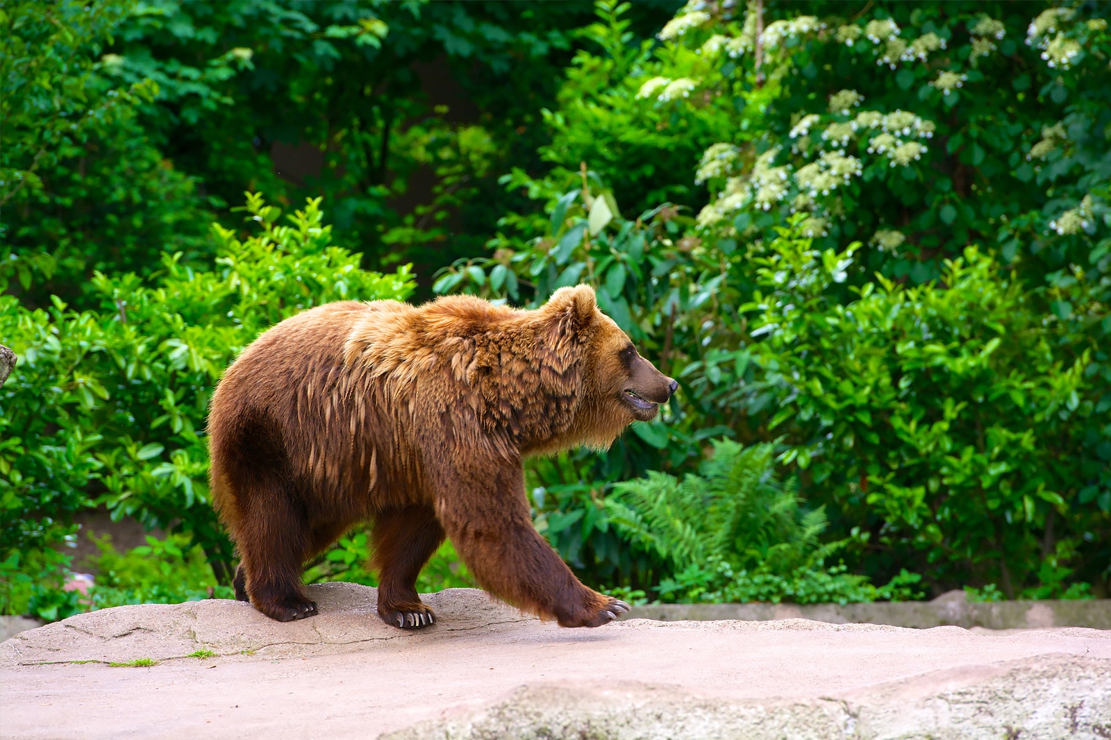 Tierpark Hagenbeck - Tierpark Hagenbeck