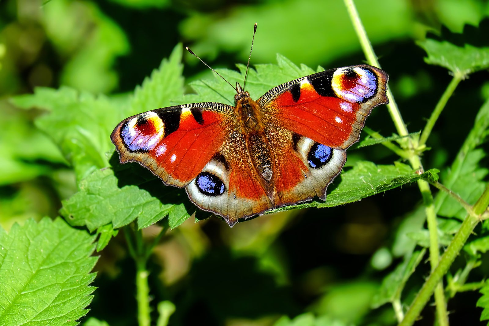 پارک پروانه کمنوه - Kemenuh Butterfly Park