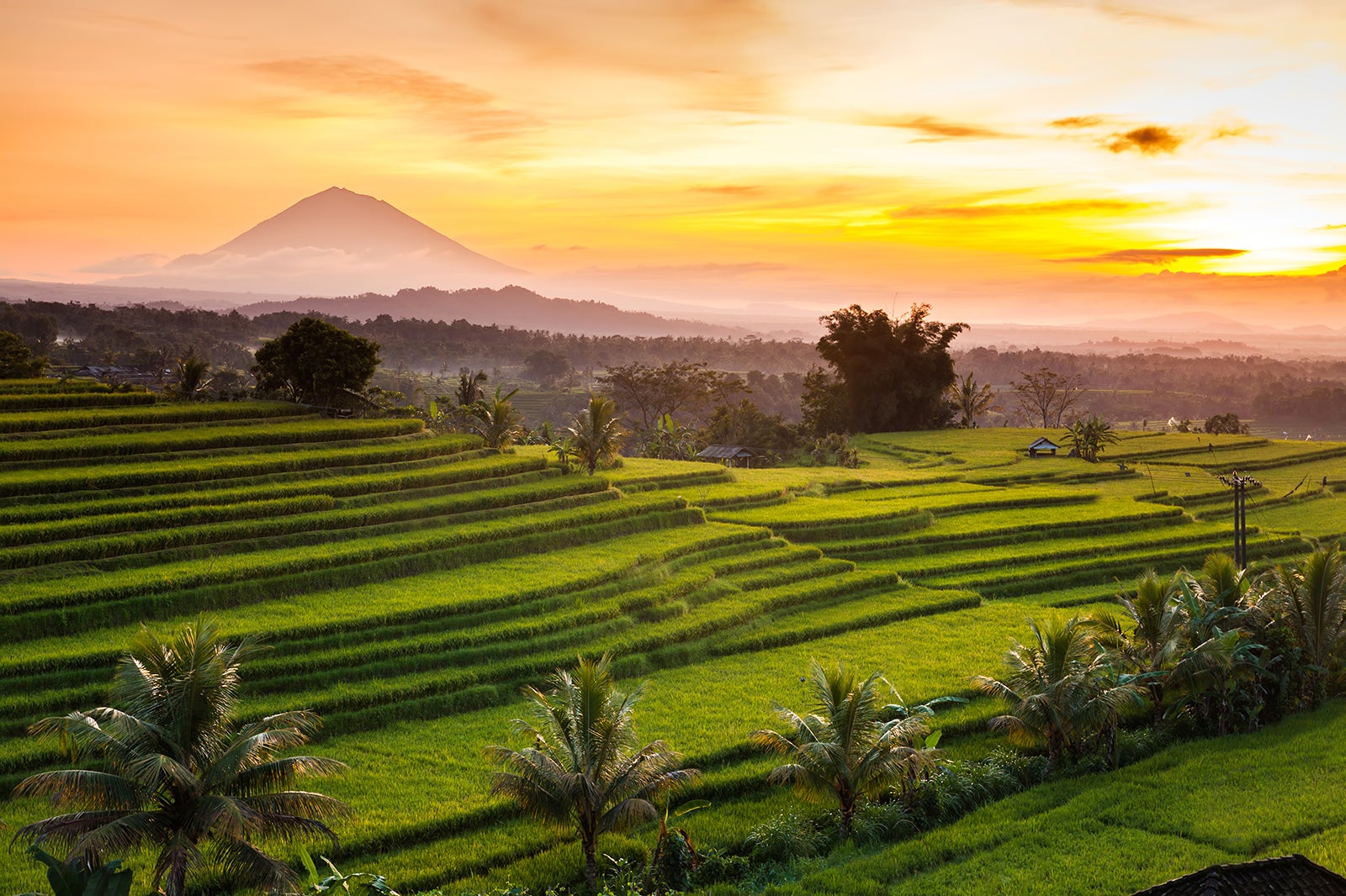 تراس برنج Jatiluwih - Jatiluwih Rice Terraces