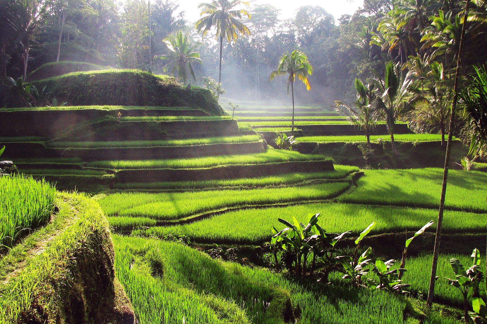 تراس برنج تگالالانگ - Tegallalang Rice Terraces