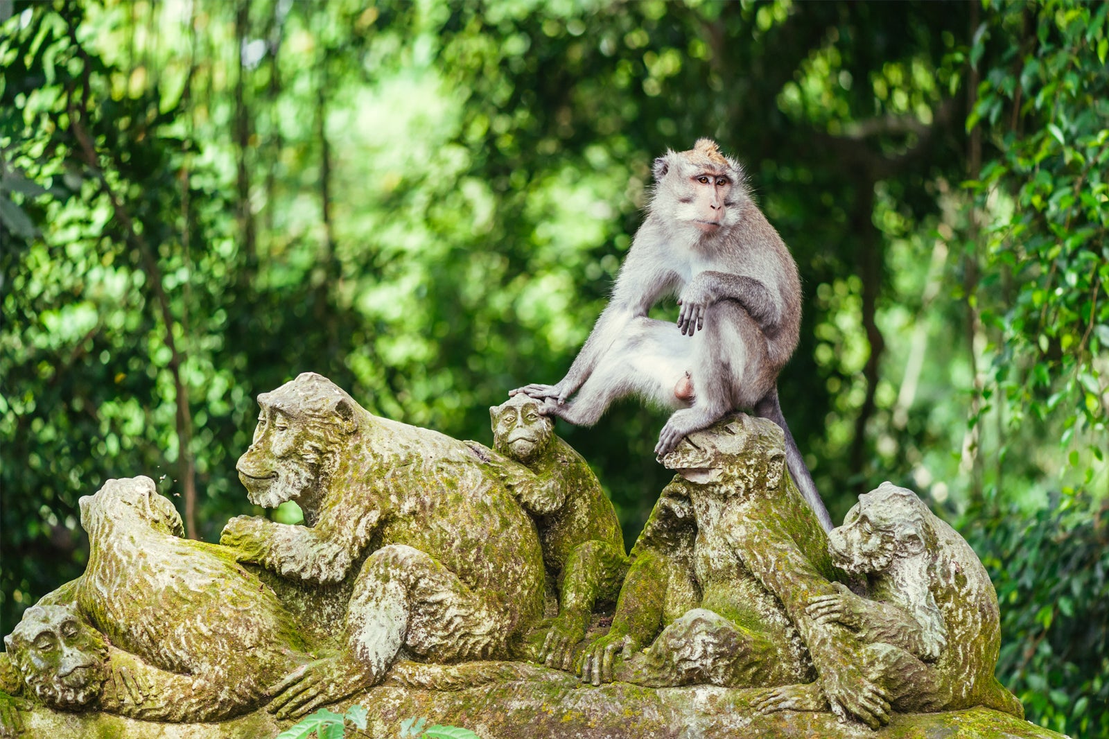 جنگل میمون اوبود - Ubud Monkey Forest