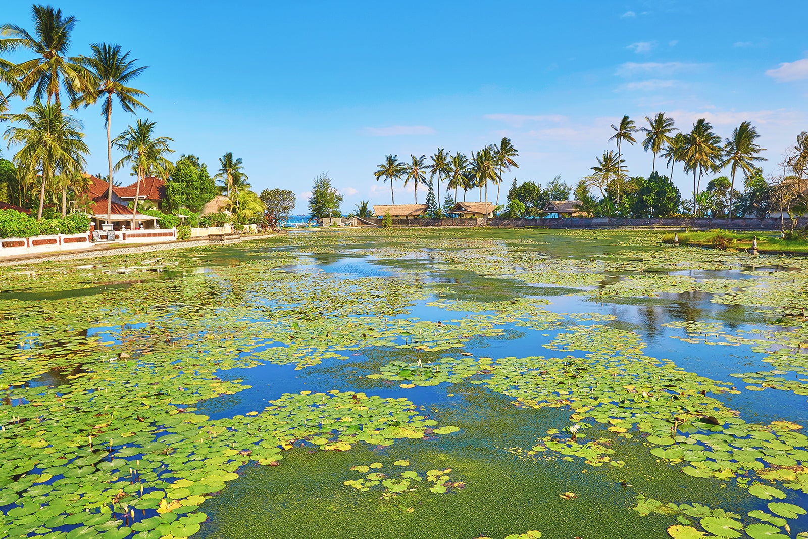 تالاب نیلوفر آبی کاندیداسا - Candidasa Lotus Lagoon