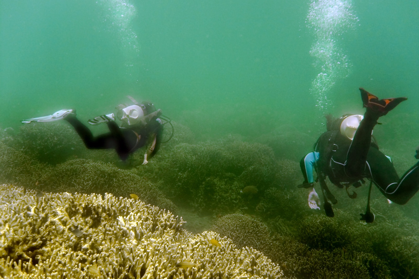 باغ های زیر آب در شرق بالی - Underwater gardens in East Bali