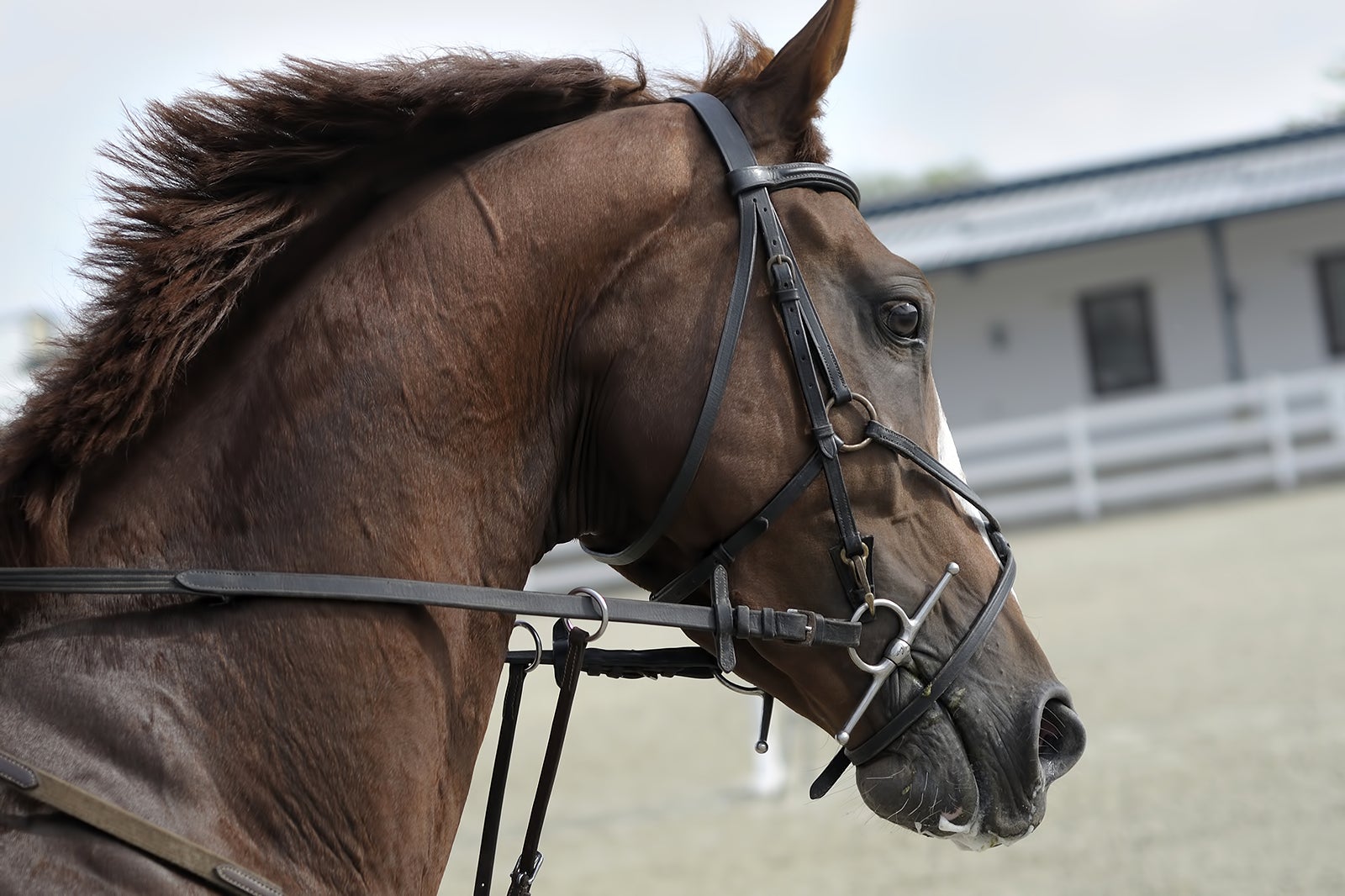 مرکز سوارکاری بالی - Bali Equestrian Center