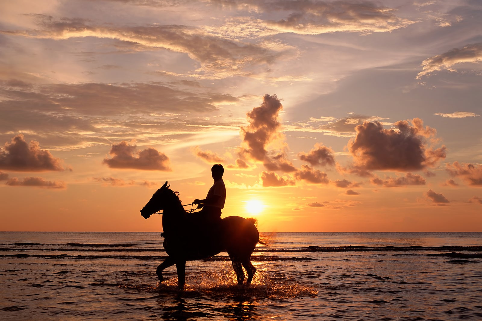 اسب جزیره بالی - Bali Island Horse