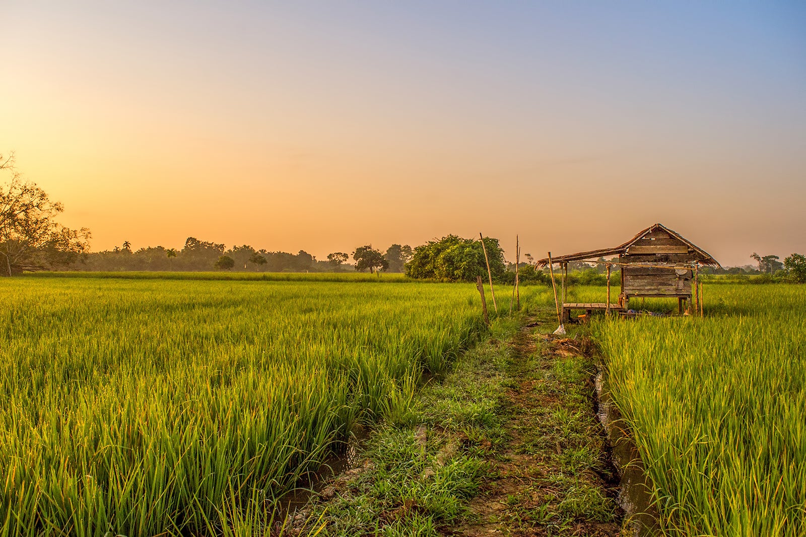 مزارع برنج پررنان و سسه - Pererenan and Seseh rice fields