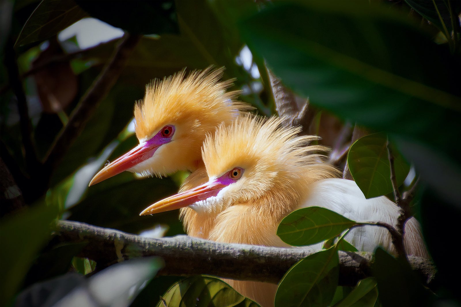 پیاده روی پرندگان بالی - Bali Bird Walks