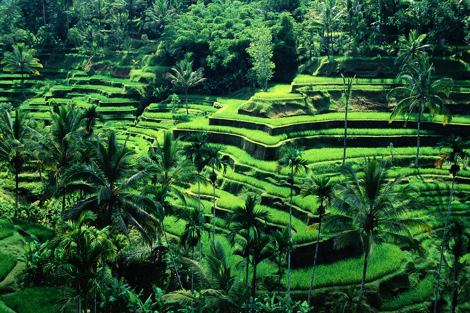 تراس برنج تگالالانگ - Tegallalang rice terrace