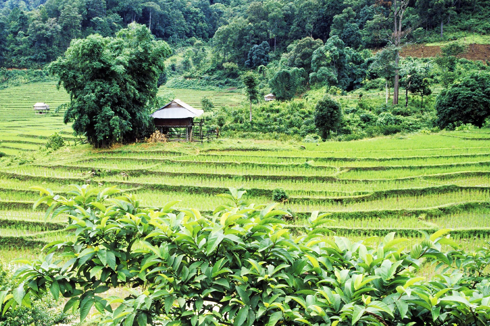 گشت و گذار مسحور کننده اوبود - Enchanting Ubud excursion