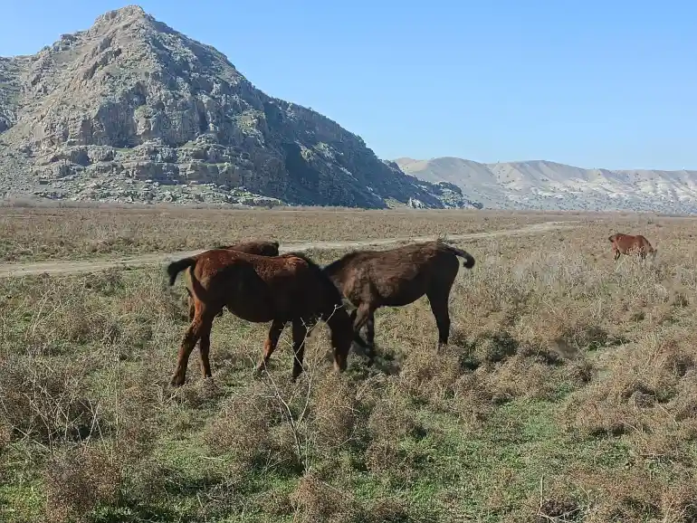 پوشش گیاهی و جانوری دریاچه پریشان: تنوع و اهمیت اکوسیستم - Vegetation and fauna of Parshan Lake