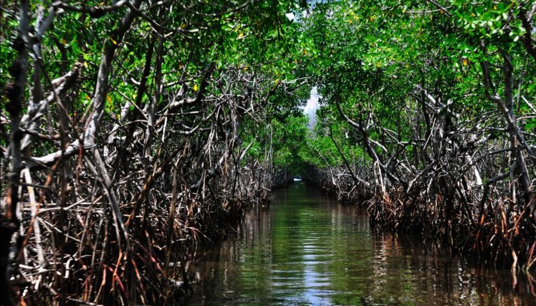 جزیره قشم: جنگل های حرا - Qeshm Island: Mangrove forests