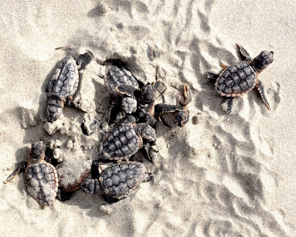 جزیره قشم: منطقه پرورش لاک پشت - Qeshm Island: Turtle breeding area