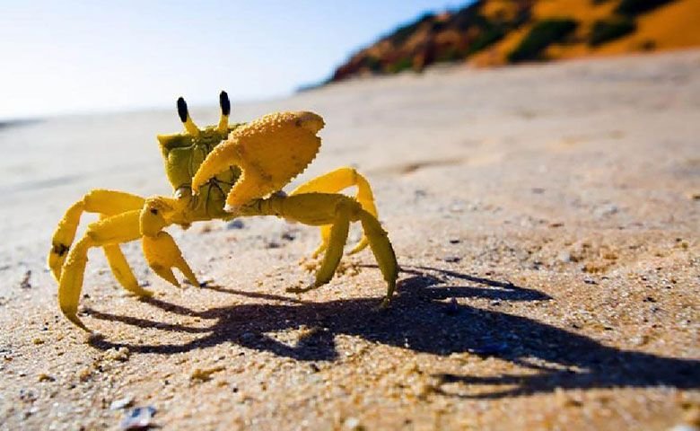 صخره‌های خرچنگی - Rock of crabs