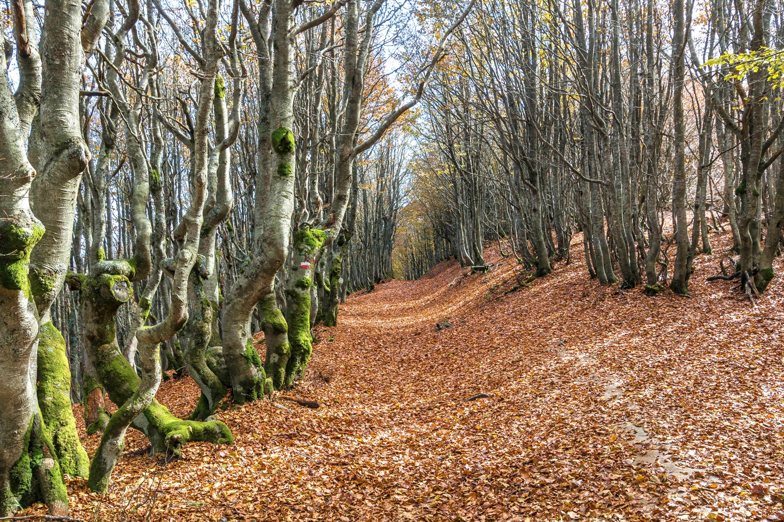 پارک ملی جنگل کازنتینزی - Parco Nazionale delle Foreste Casentinesi