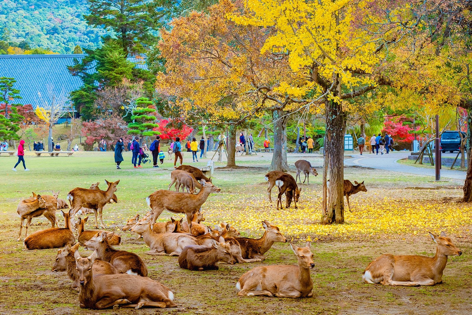 پارک نارا - Nara Park