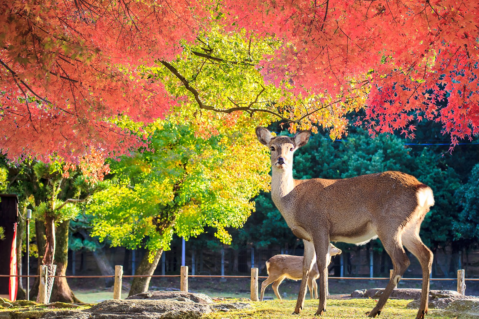 پارک نارا - Nara Park