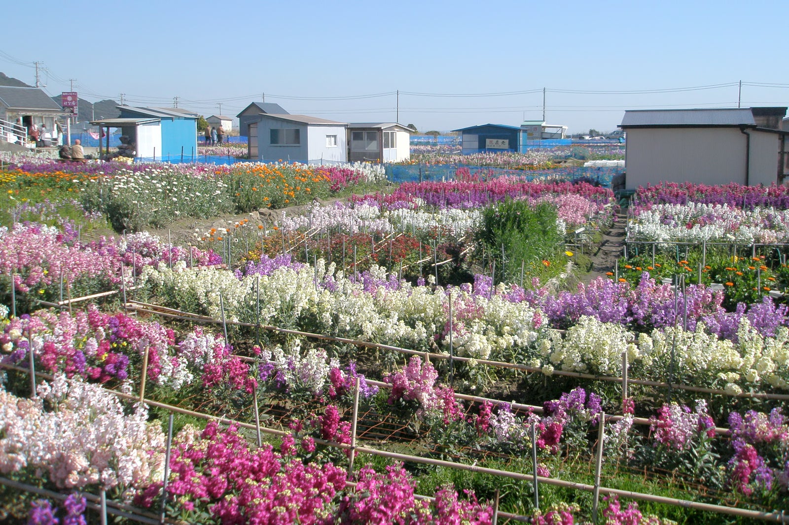 باغ گل Minamiboso - Minamiboso Flower Gardens