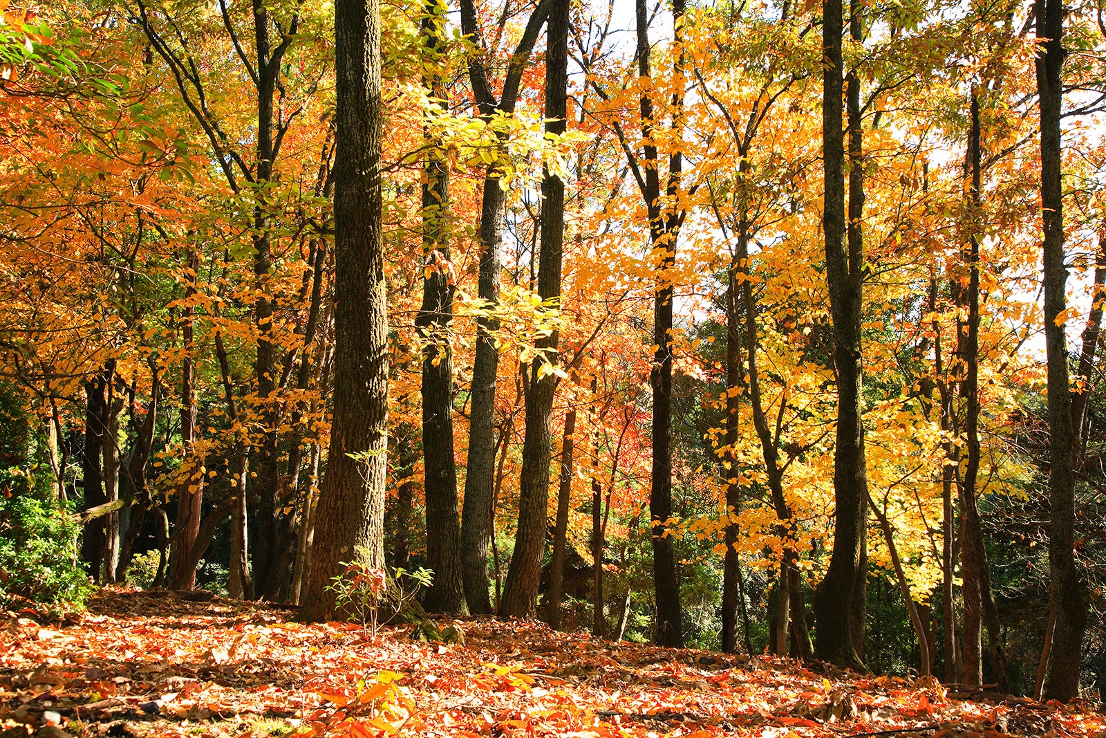 جنگل اولیه کاسوگایاما - Kasugayama Primeval Forest