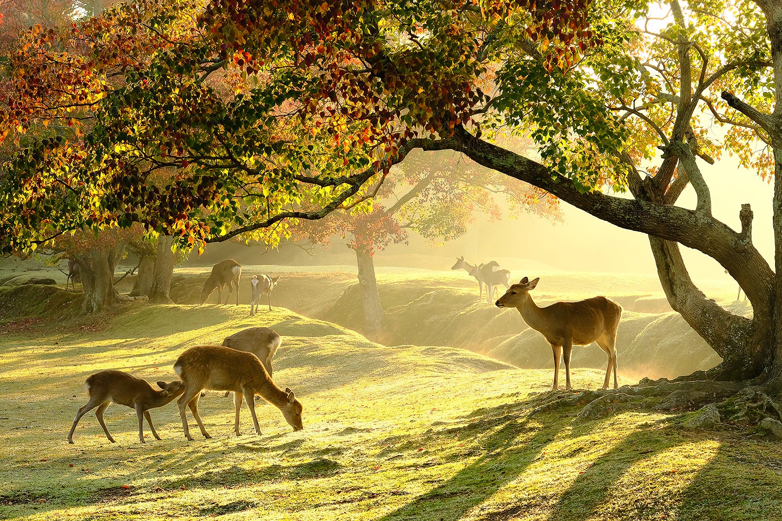 پارک نارا - Nara Park