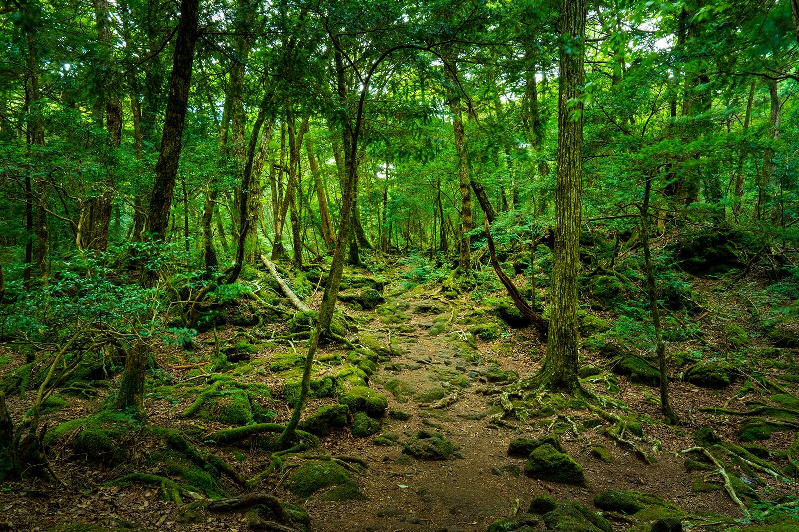 آئوکیگاهارا - Aokigahara