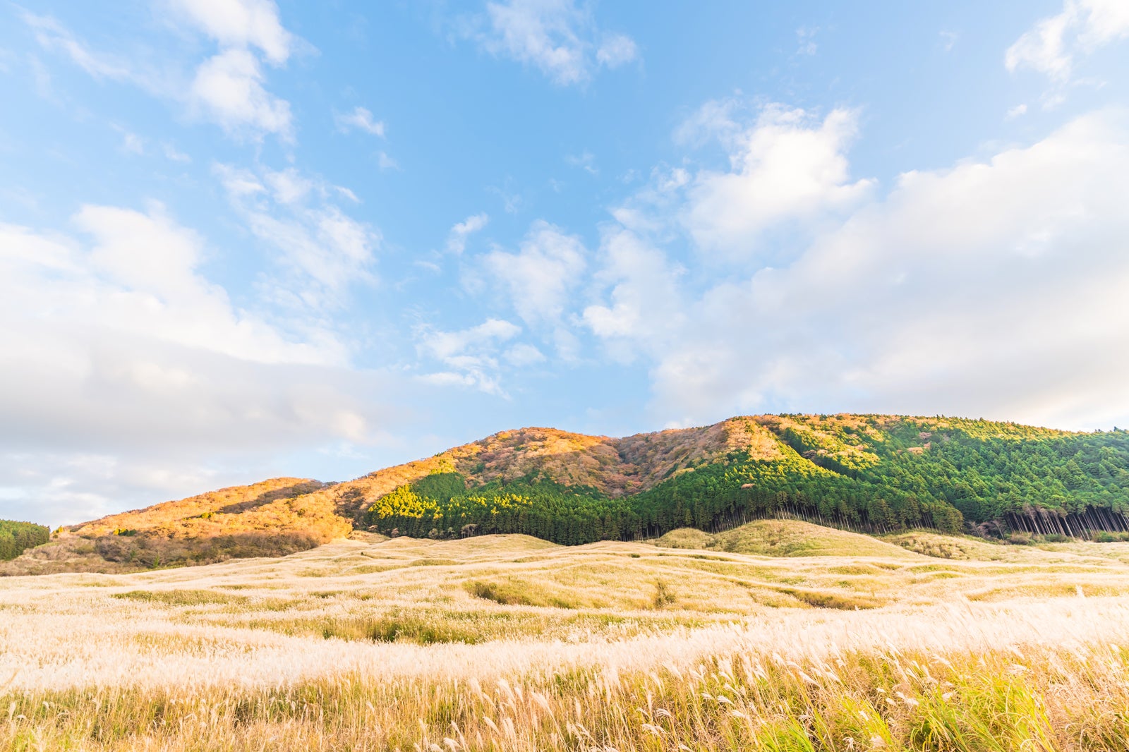 دشت سنگوکوهارا سوسوکی - Sengokuhara Susuki Prairie