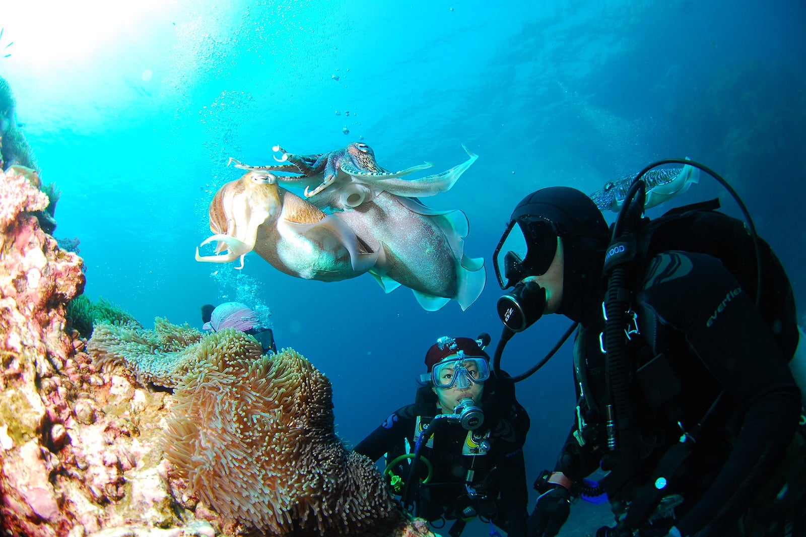 غواصی در جزیره آکا - Diving at Aka Island