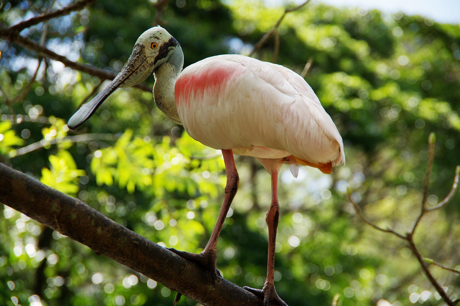 نئو پارک اوکیناوا - Neo Park Okinawa