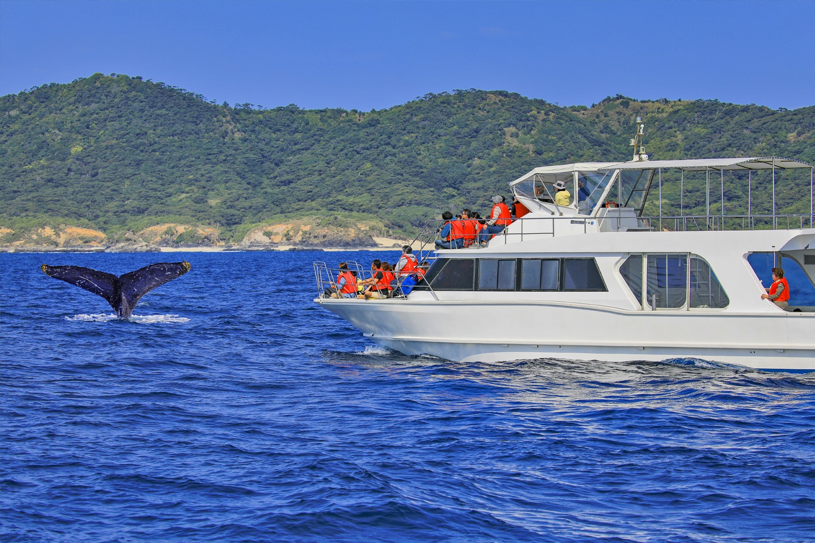 تماشای نهنگ در جزیره زامامی - Whale watching at Zamami Island