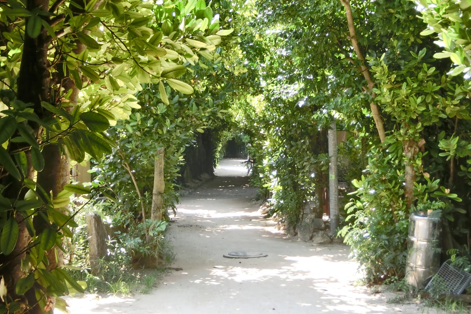 تونل درخت فوکوگی در Bise - Fukugi Tree Tunnel in Bise