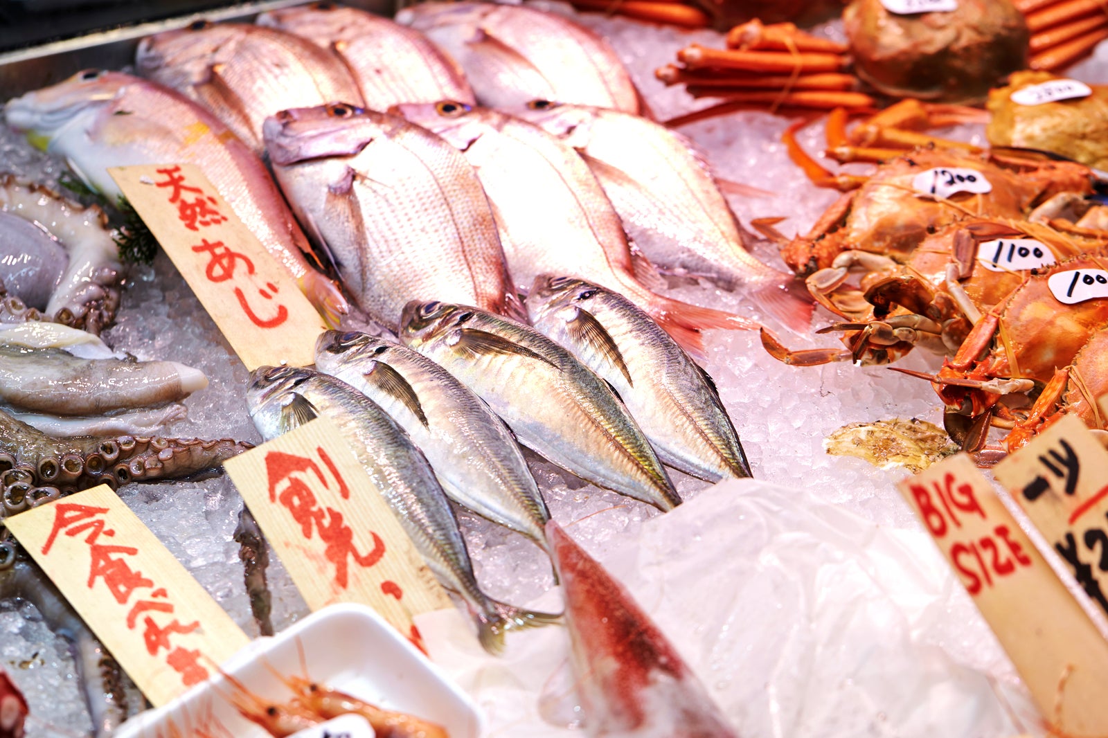 اسکله ماهیگیر شیرهاما - Fisherman's Wharf Shirahama