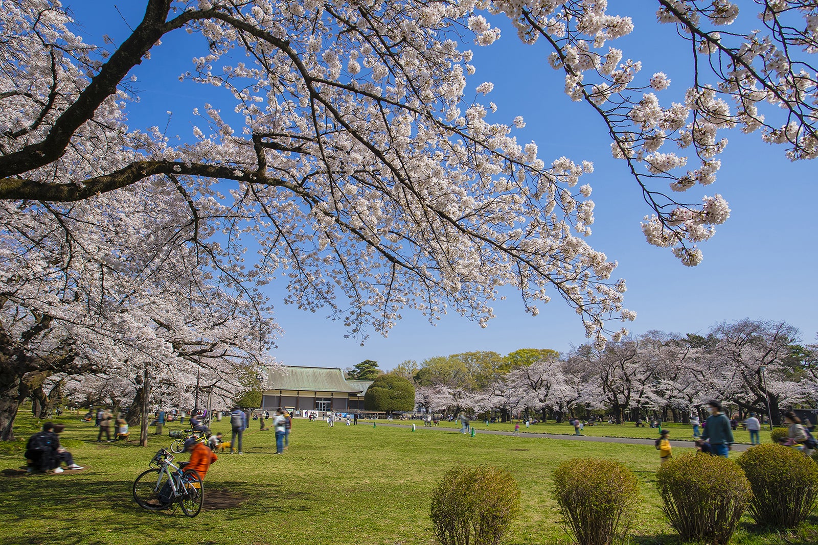 پارک کوگانی - Koganei Park