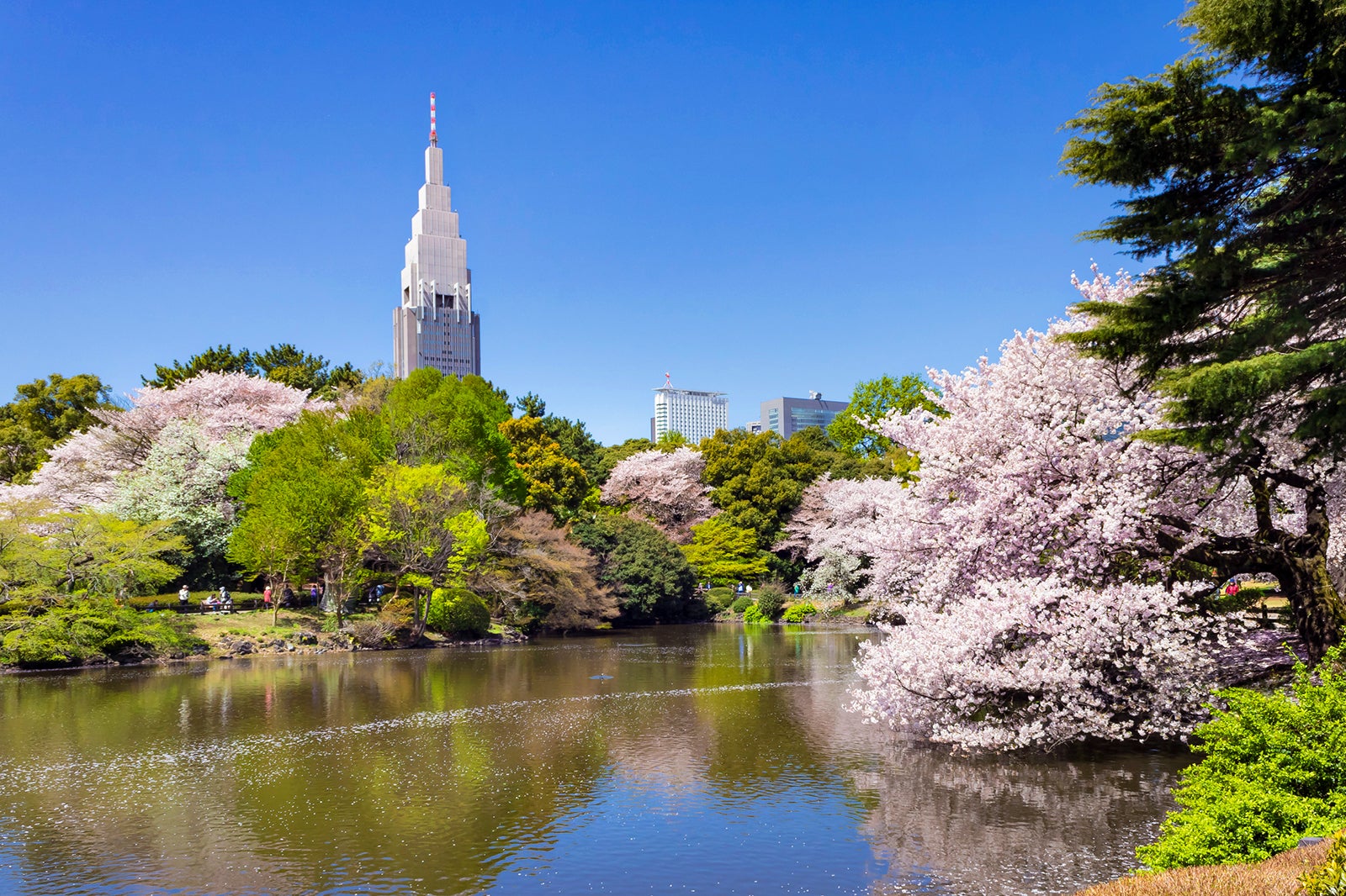 شینجوکو گیون - Shinjuku Gyoen