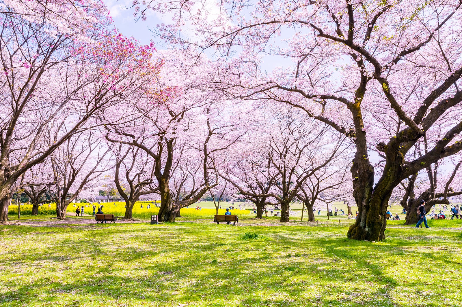 Showa Kinen Park - Showa Kinen Park