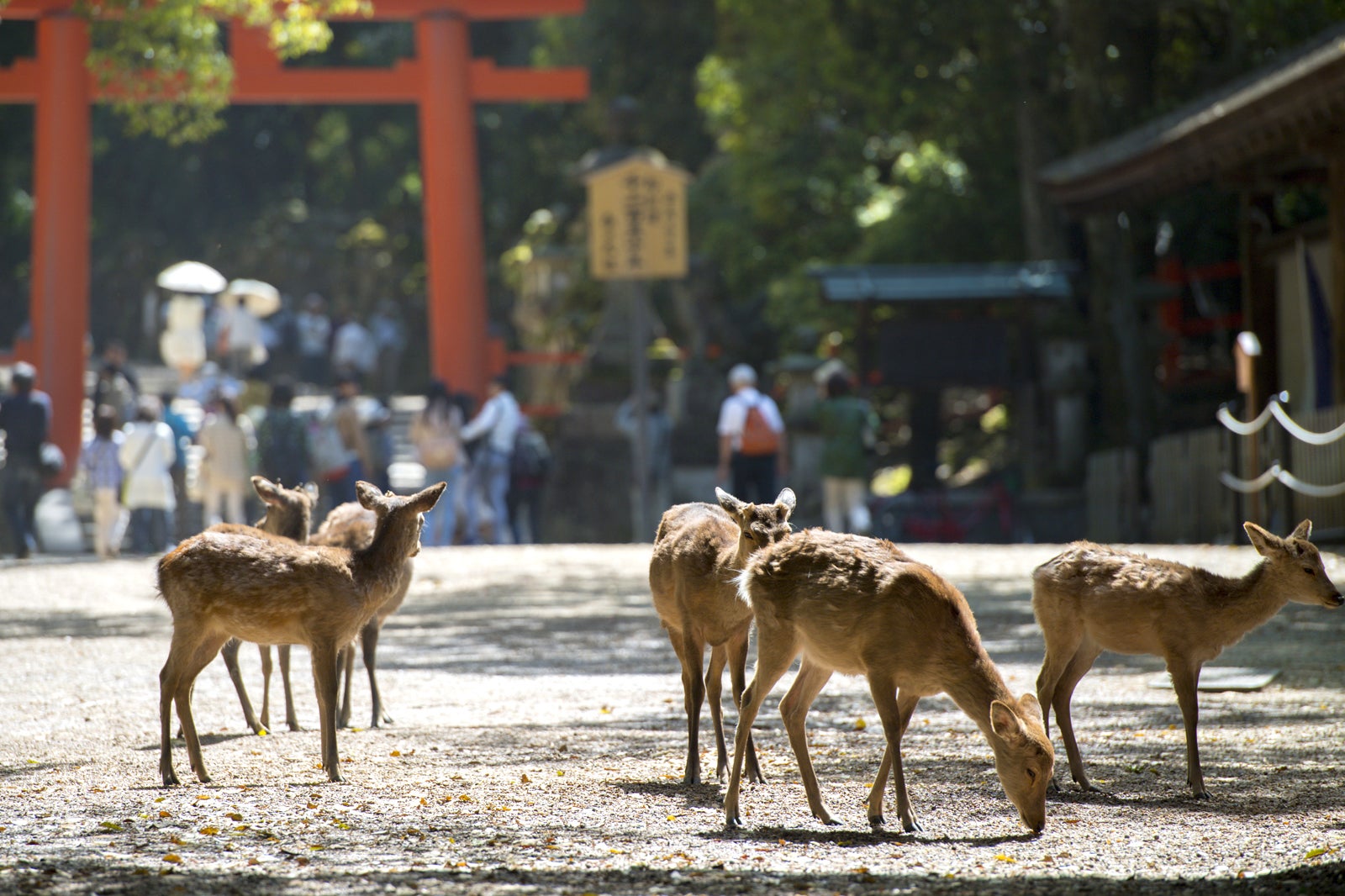 پارک نارا (استان نارا) - Nara Park (Nara Prefecture)