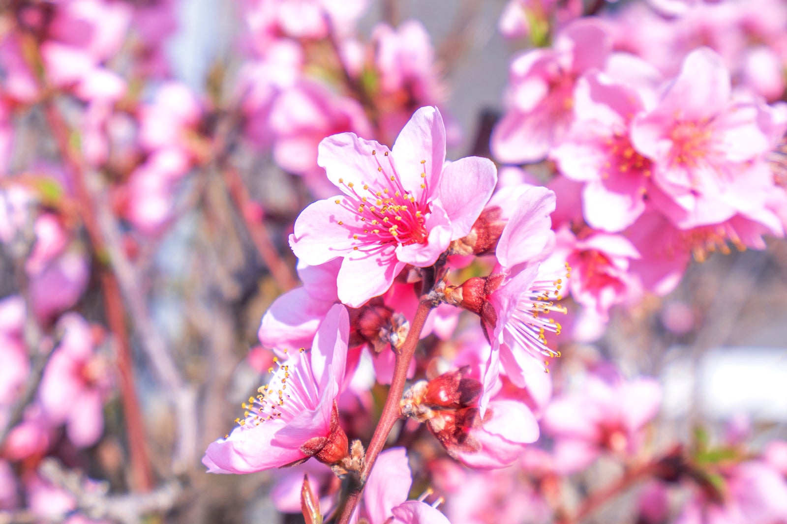 کوگا (استان ایباراکی) - Koga (Ibaraki Prefecture)