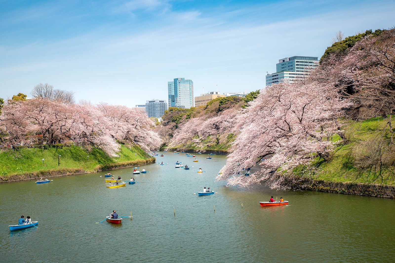 مشاهده شکوفه های گیلاس - Cherry-blossom viewing