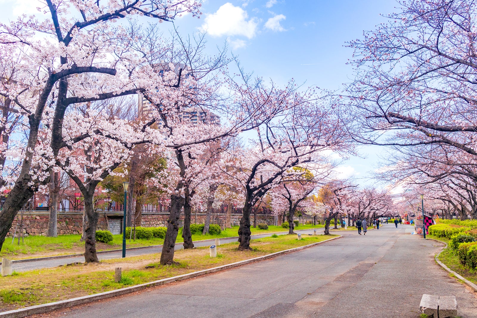 مشاهده شکوفه های گیلاس - Cherry blossom viewing