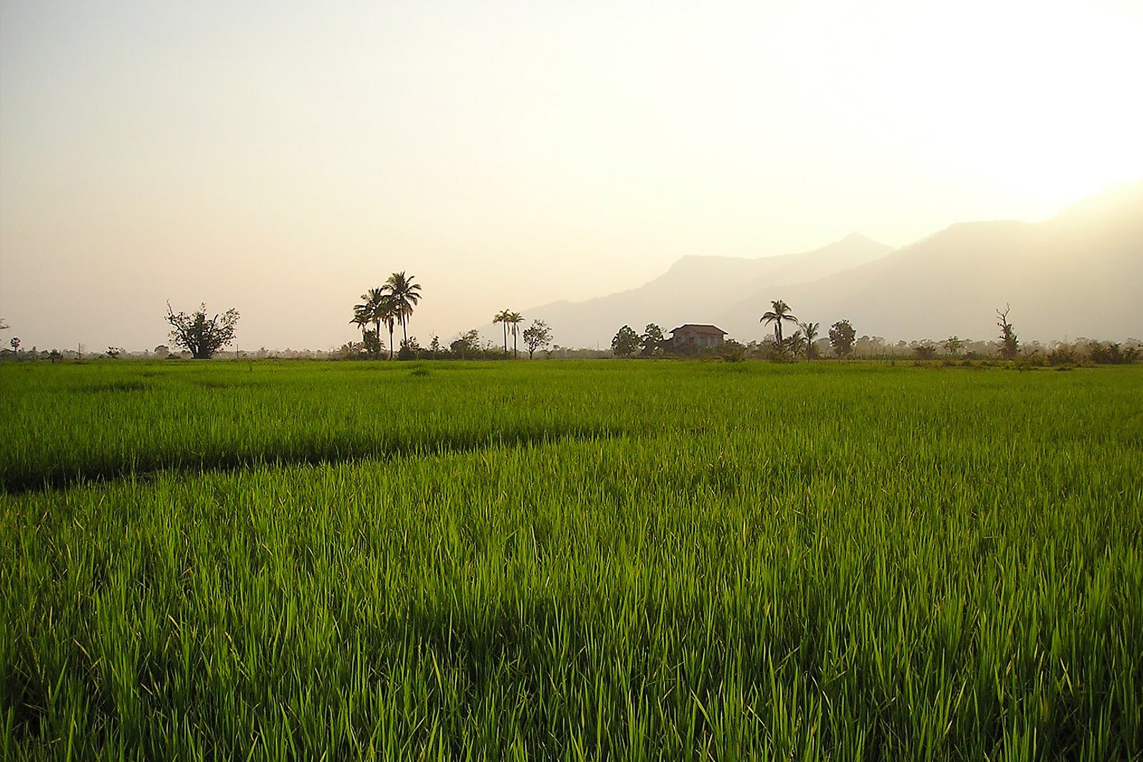 شرکت زمین زنده - The Living Land Company