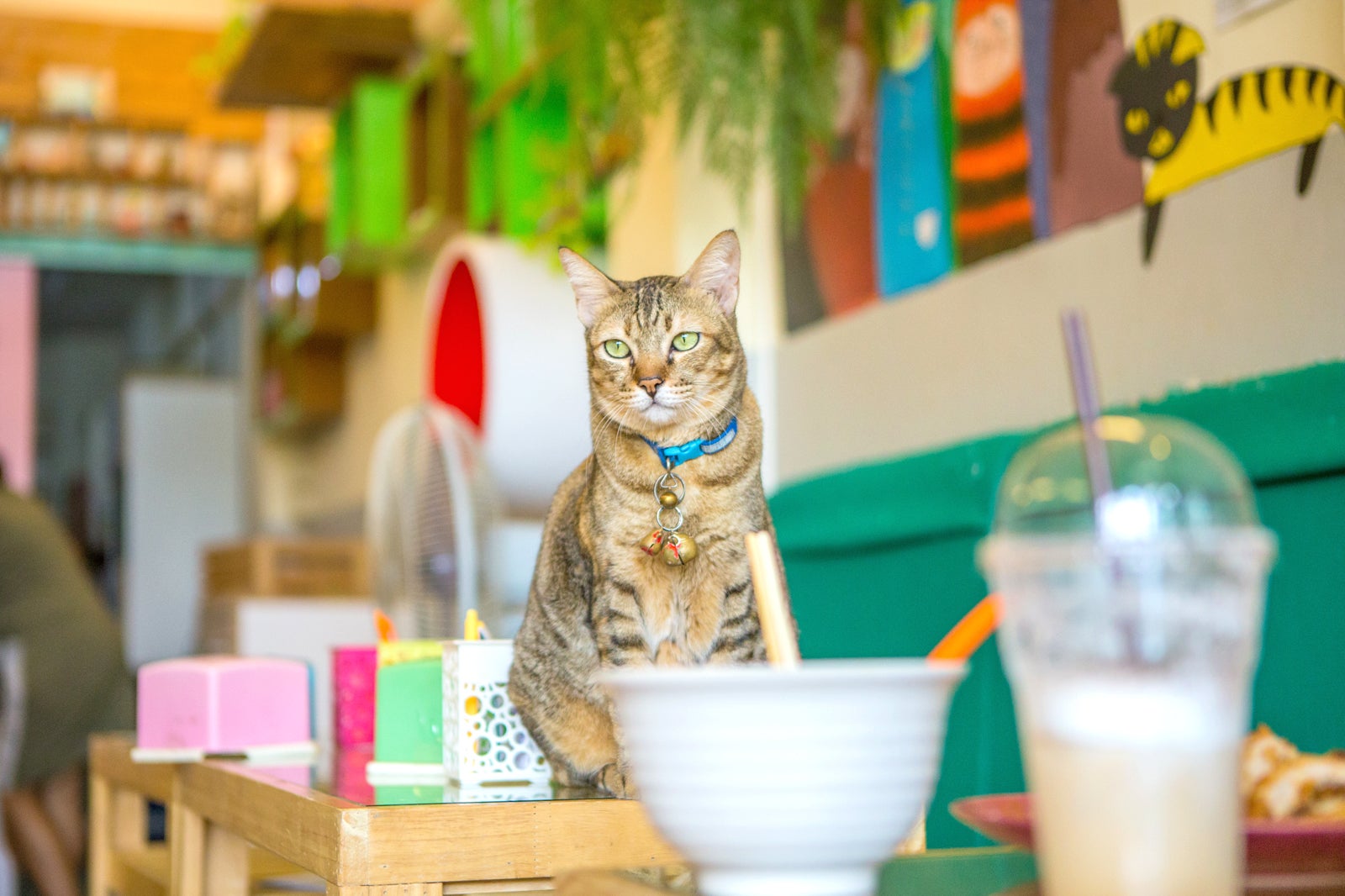 کافه گربه پررادایس - Purradise Cat Cafe