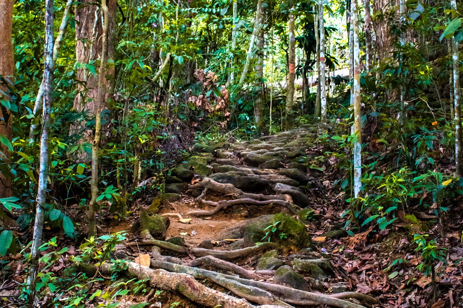 جنگل تفریحی بوکیت مرتاجم - Bukit Mertajam Recreational Forest