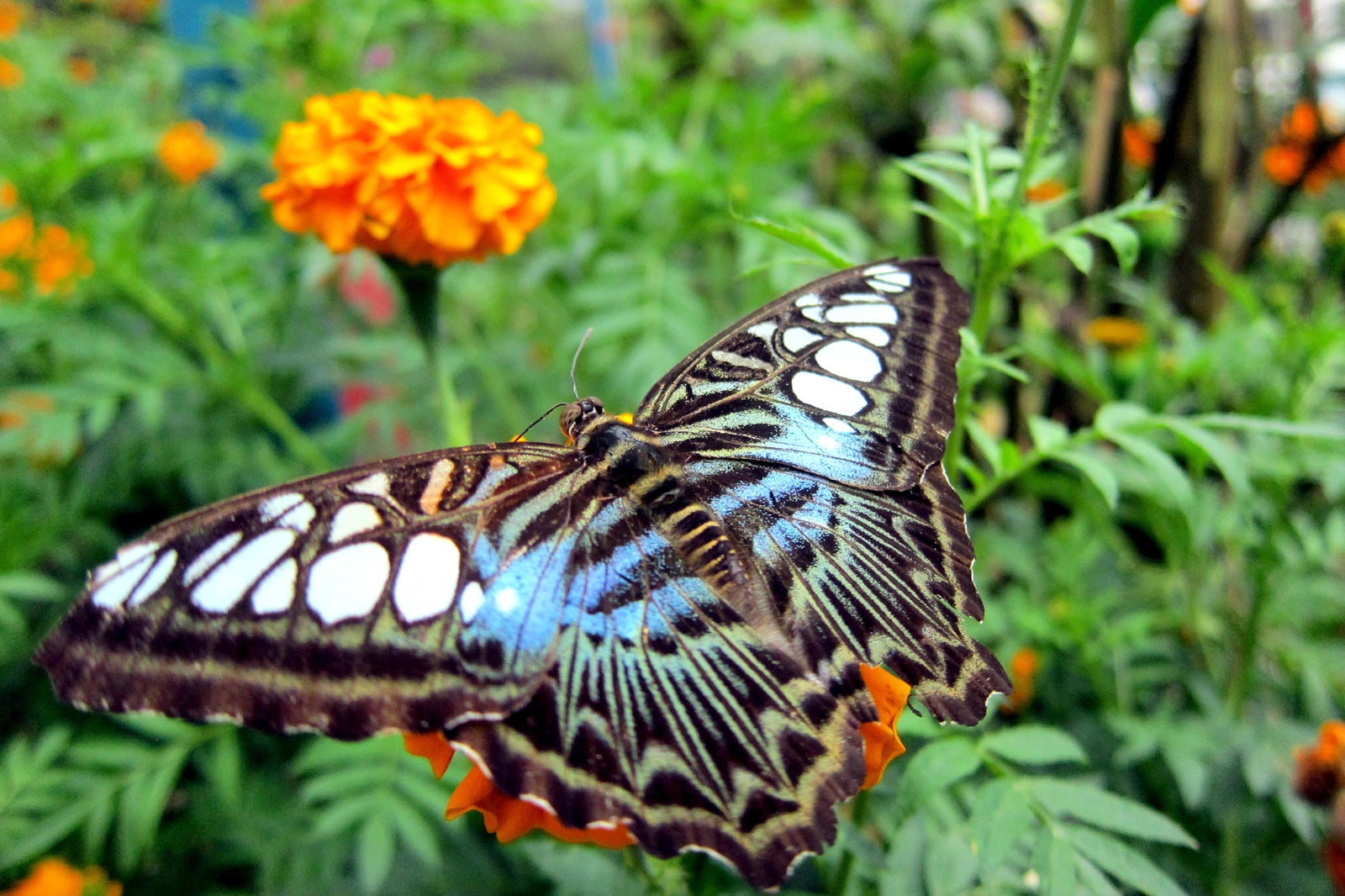 مزرعه پروانه های کامرون هایلندز - Cameron Highlands Butterfly Farm