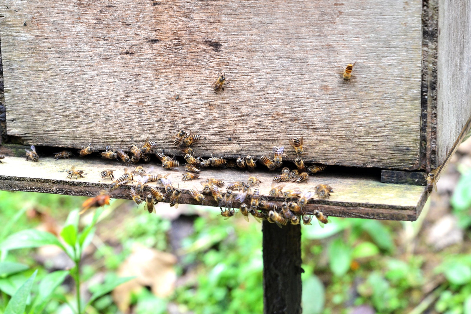 مزرعه زنبور عسل ای فنگ گو - Ee Feng Gu Bee Farm